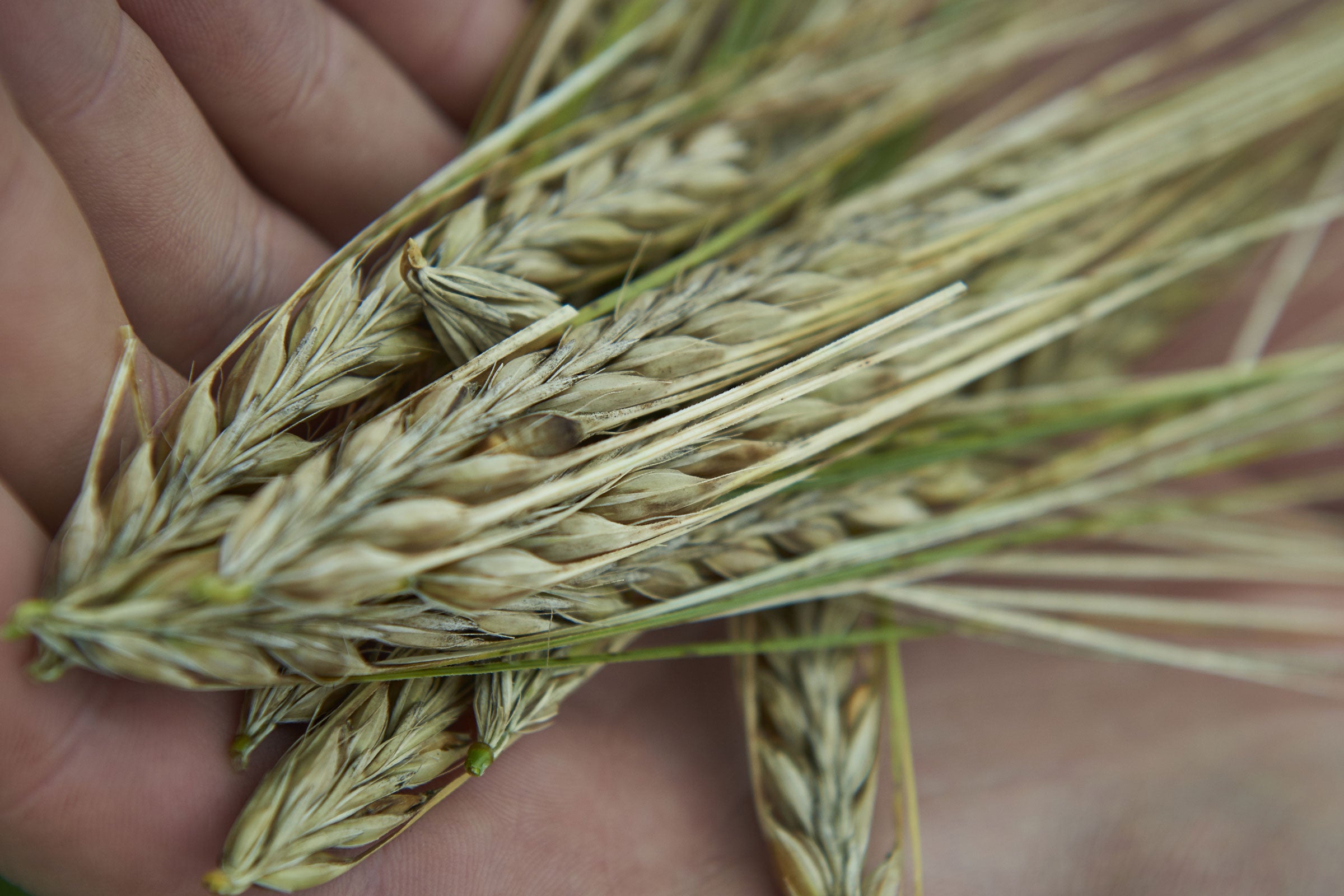 A handful of ears of naked barley