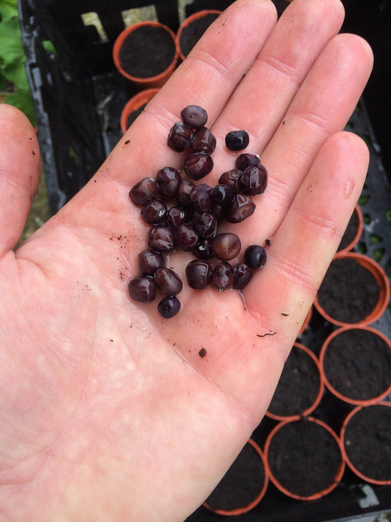 A handful of Abyssinian peas ready for planting