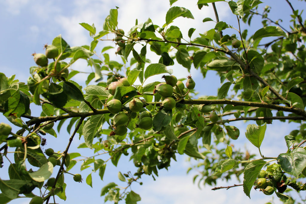 Apples at Apple Natural Orchard