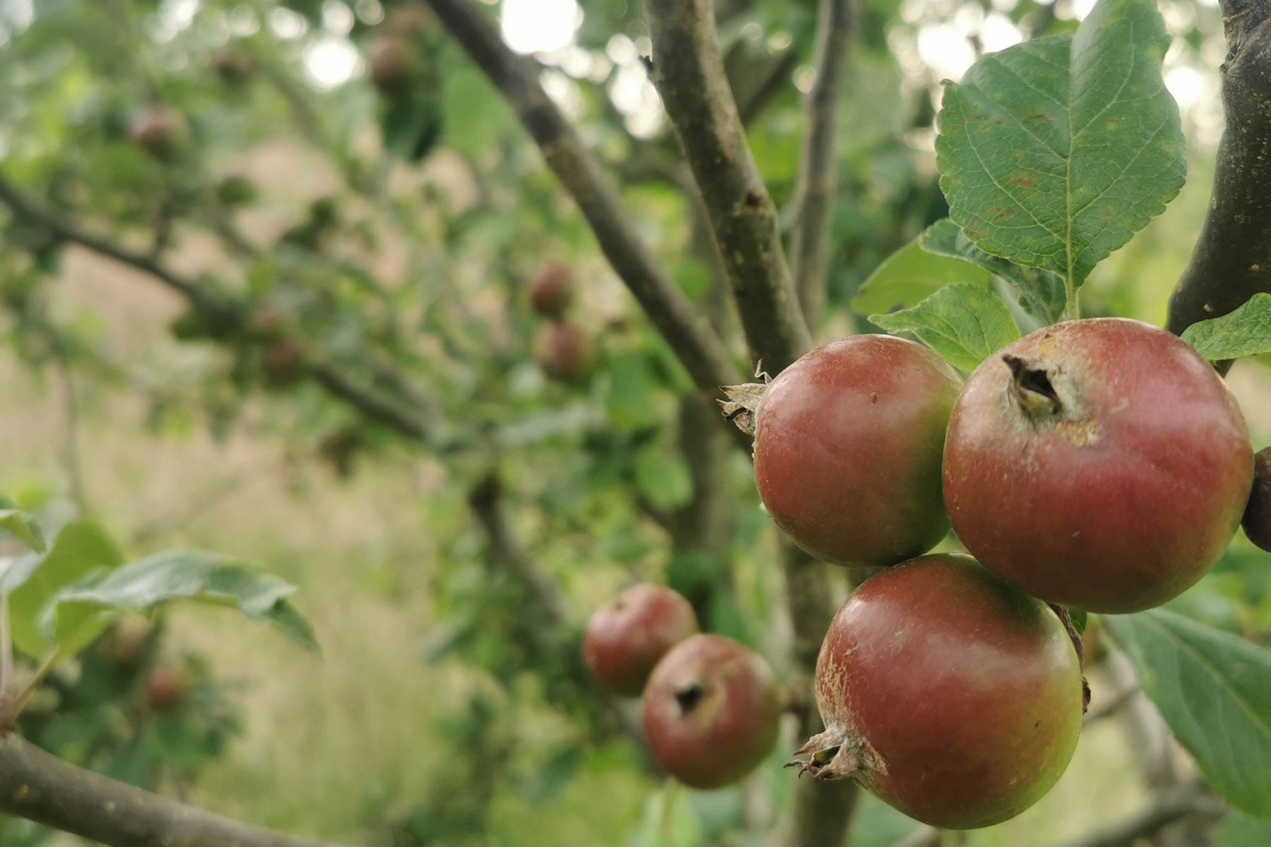 Apple Natural orchard of heritage Cornish apples