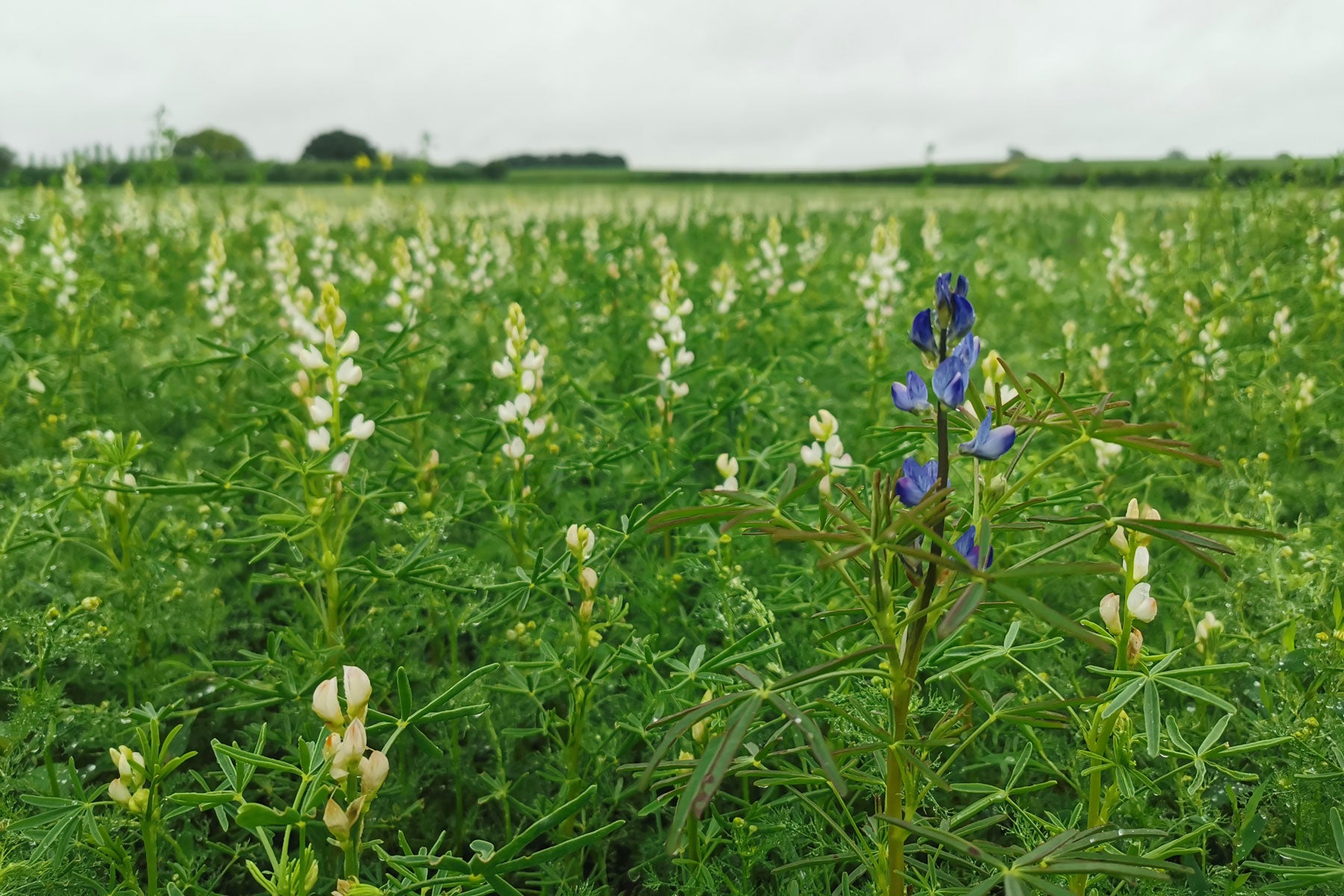 Lupins at Goltheney Farm