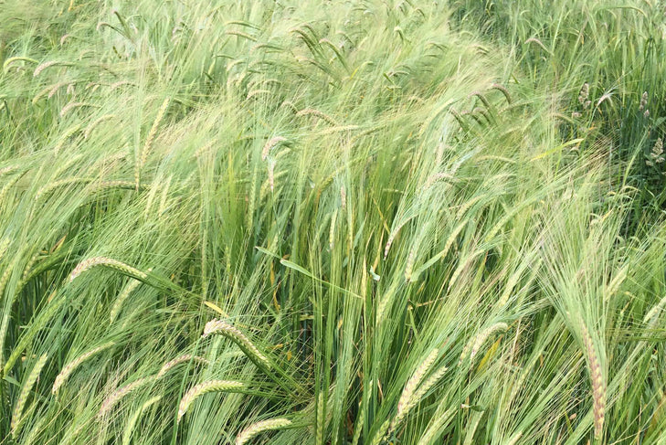 Organic naked barley