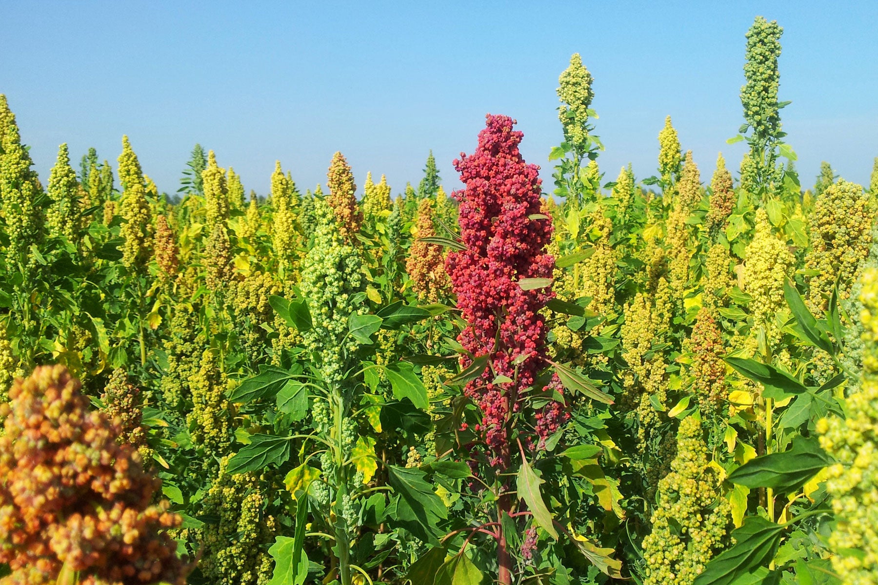 Colourful ripening quinoa on Peter Fairs' Essex farm