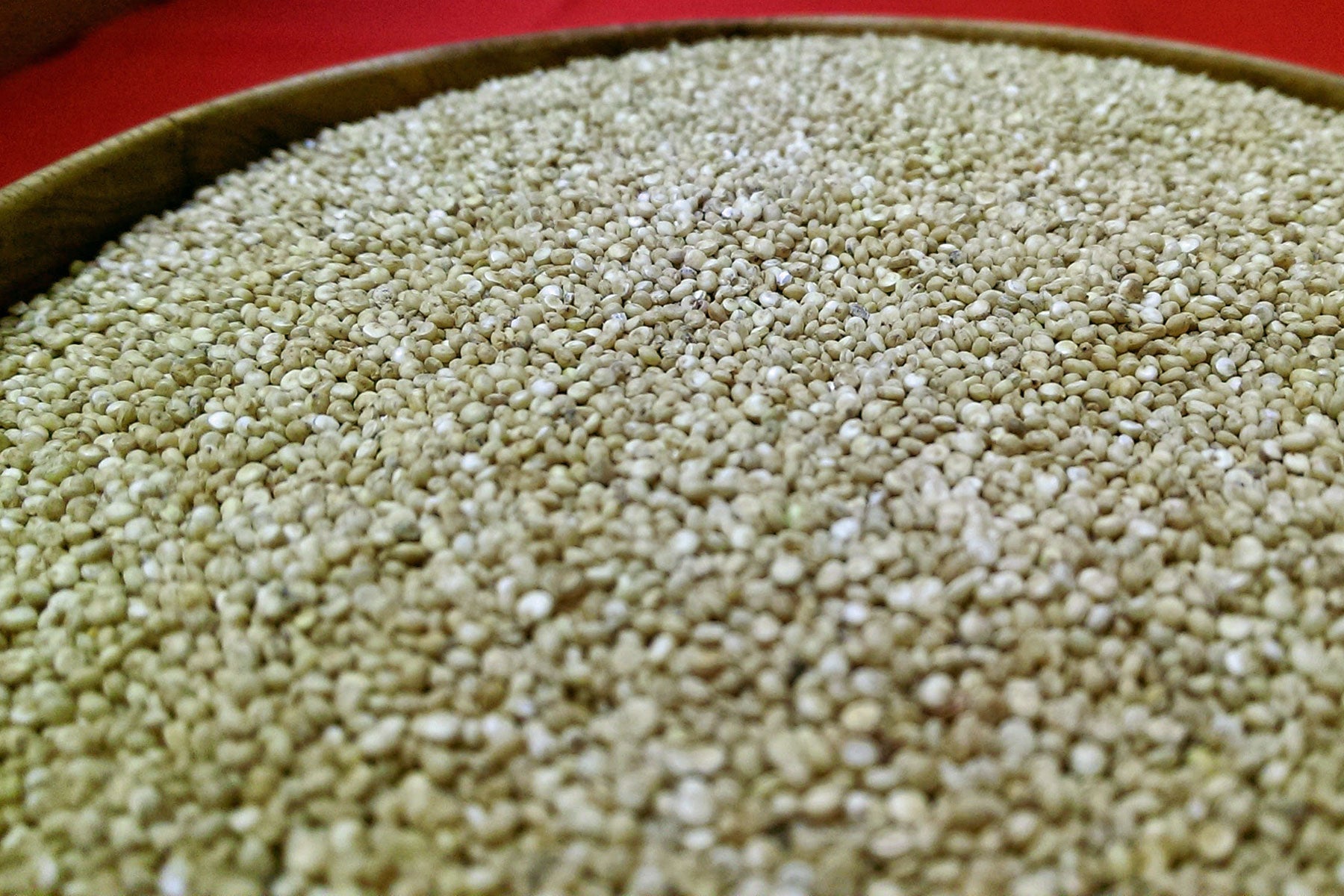 British-grown quinoa grain, ready for cooking