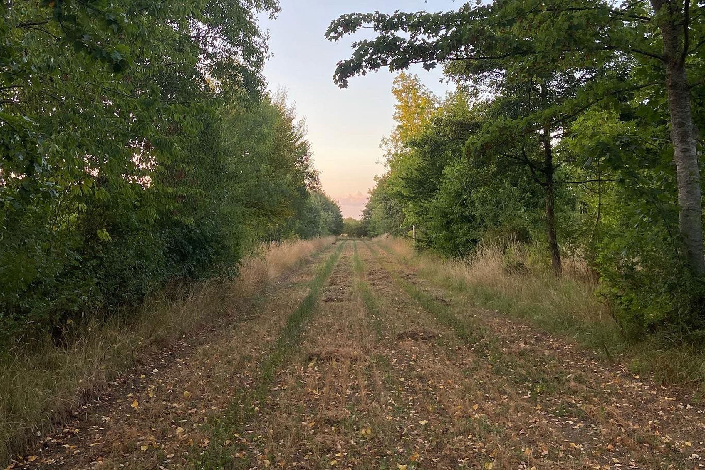 Harvested lentil alley at Wakelyns