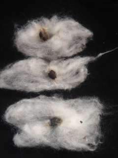 seed cotton