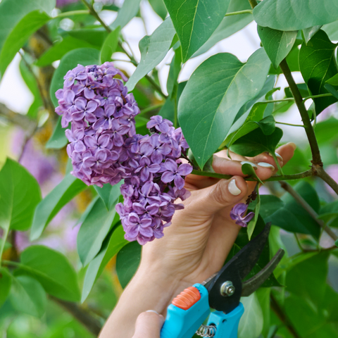 How to prune Lilacs!