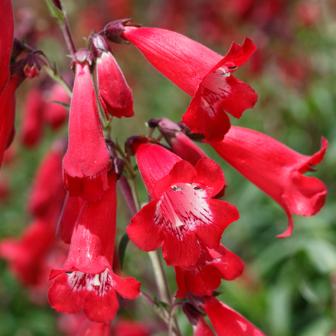 Penstemon 