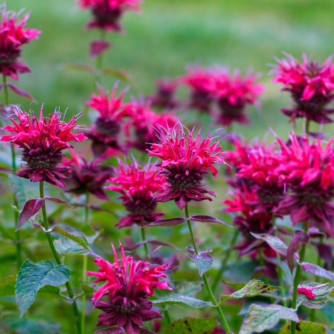 Monarda