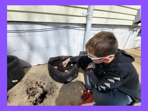 Planting Potatoes