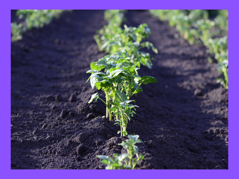 Potato plant