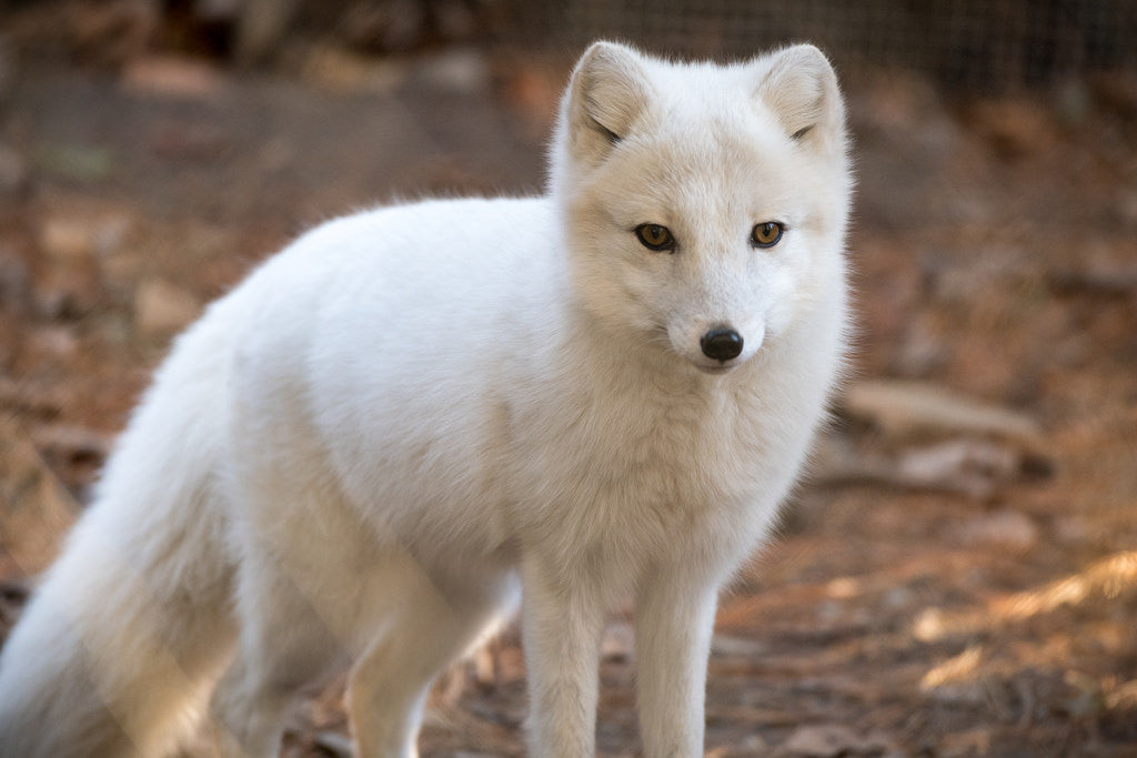 Artic Fox