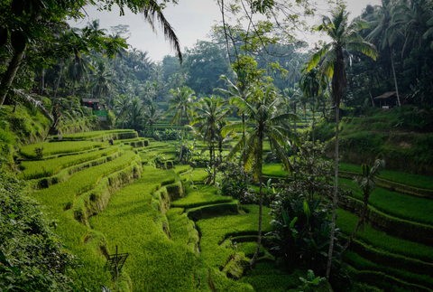 Ubud Tegalalang Rice Terraces in Bali