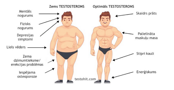 zems testosterons