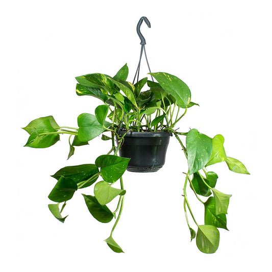 Pothos Pole Plant 14Inches Pot Epipremnum Aureum Plant Moss Pole Potho –  NNplant