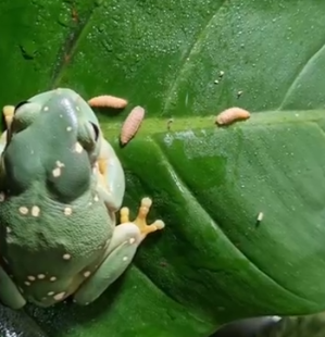 Frog eating larvae