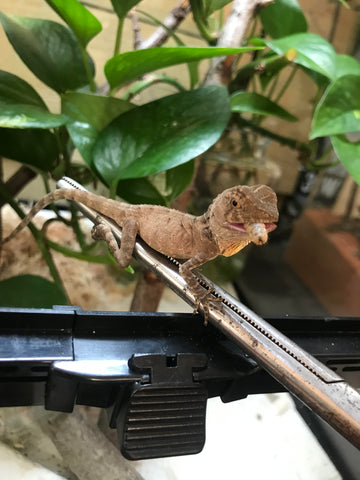 Baby dragon eating larva