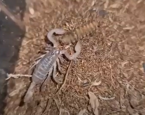 Scorpion eating pupa