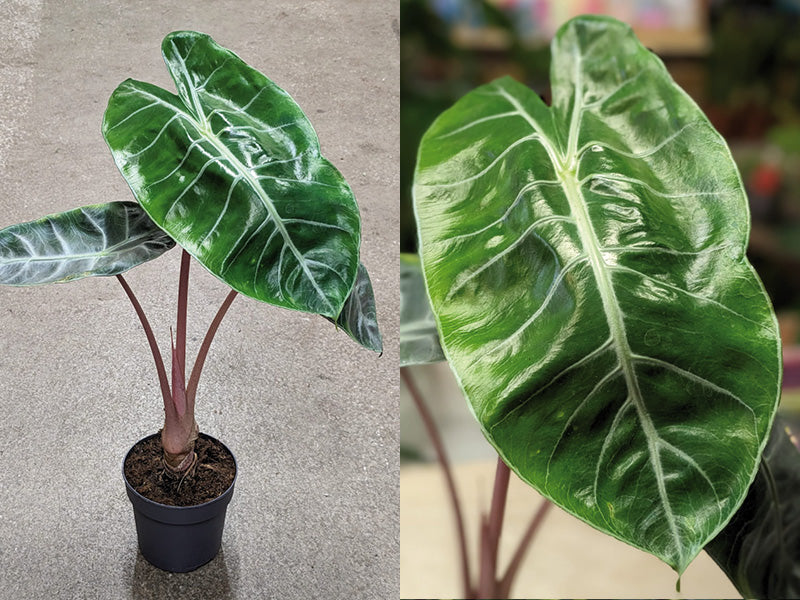alocasia pink dragon plant care guide images