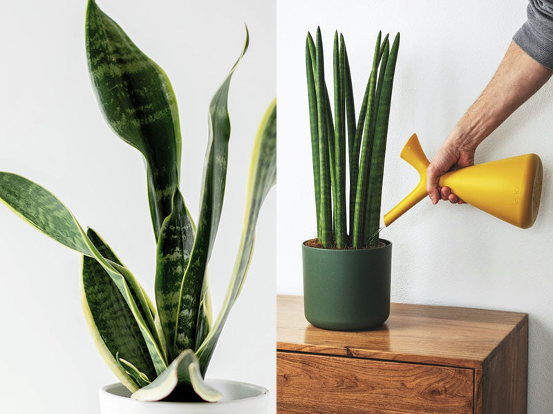 snake-plant-care-tips-photo
