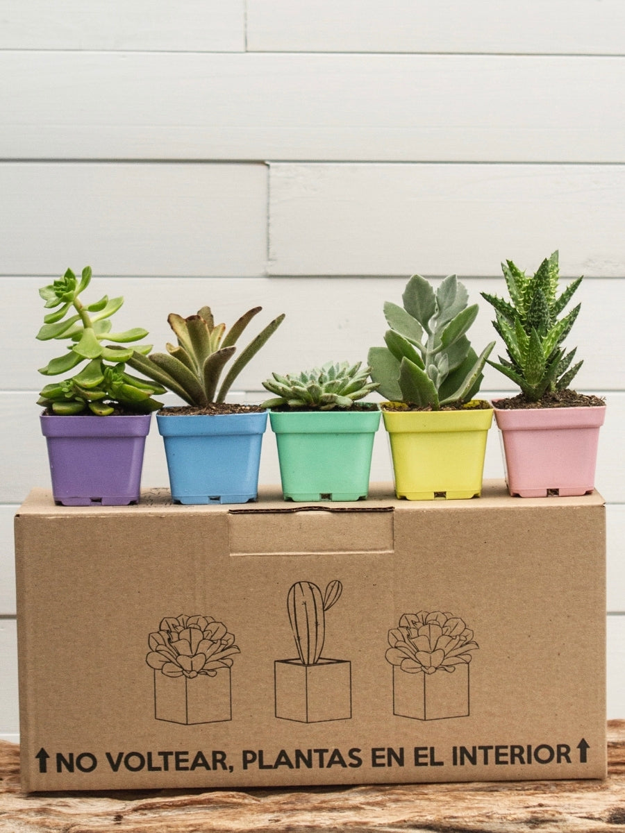 plantas-mini-suculentas-cactus-plantas-regalos-con-suculentas-regalos-para-mujer-regalos-de-cumpleanos-habibi-plantitas.jpg