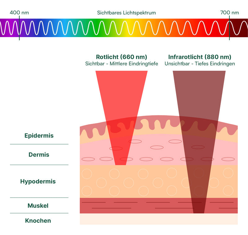 Illustration of visible and infrared light penetration into human skin layers with a wavelength spectrum.