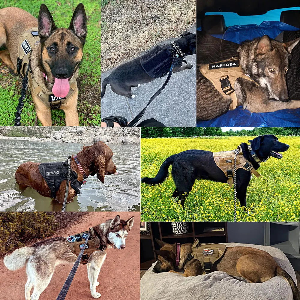 harnais chien - tactique Races Multiples