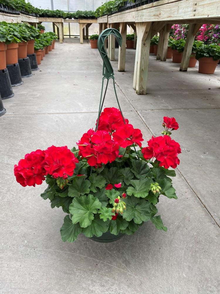 10-inch-Geranium-Hanging-Basket-Red-Wallaces-Garden-Center-Bettendorf-Iowa_jpeg_33909560-9e24-4352-99cb-a09661060c31.jpg__PID:ac49458c-3f07-4af1-80ac-8df8a3fa195e