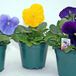 Wallaces Garden Center-Bettendorf-Iowa-enrich powder.png__PID:09f62c77-3e58-4b7d-8c46-09a413880265