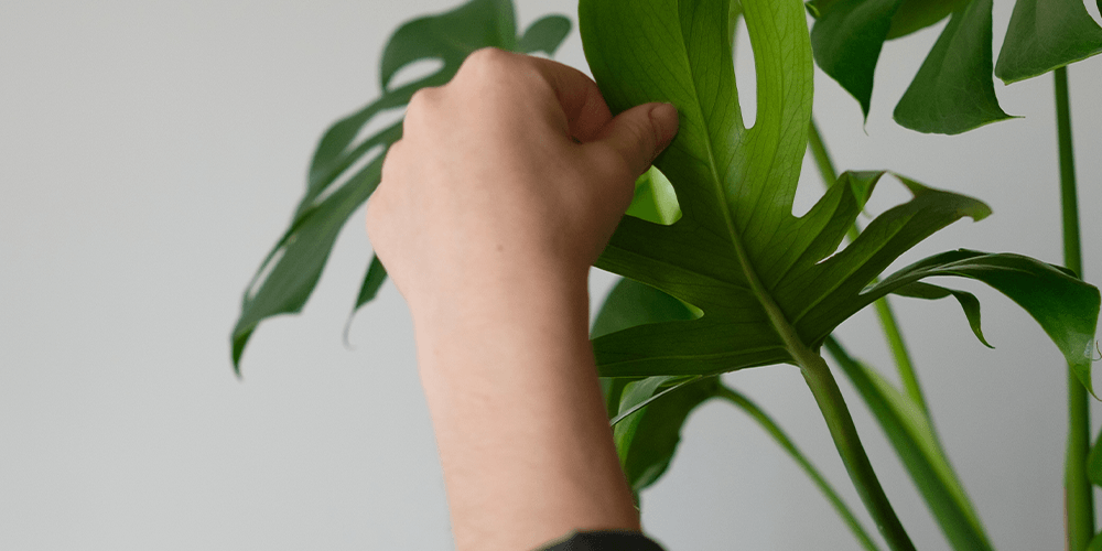 preventing spider mites on houseplants