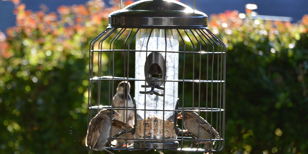 caged bird feeder to protect birds from predators