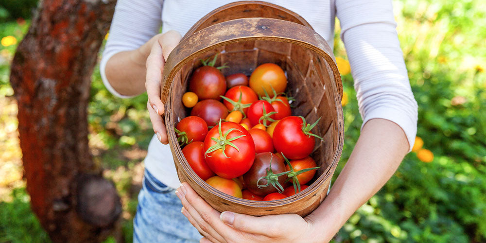 assorted tomatoes in basket