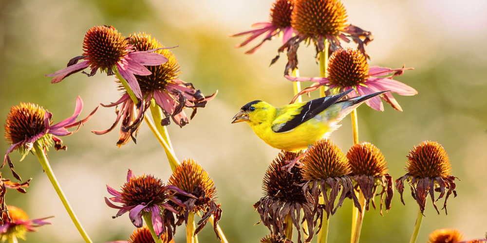 Wallaces Garden Center-Bettendorf-Iowa-Bird Feeding-Your Guide to Migration Season-echinacea bird seed head