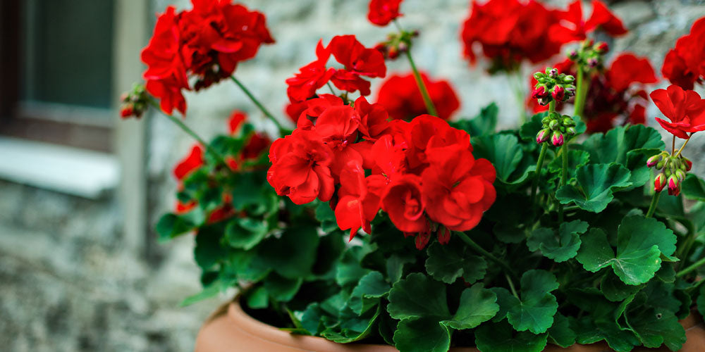 geranium plant