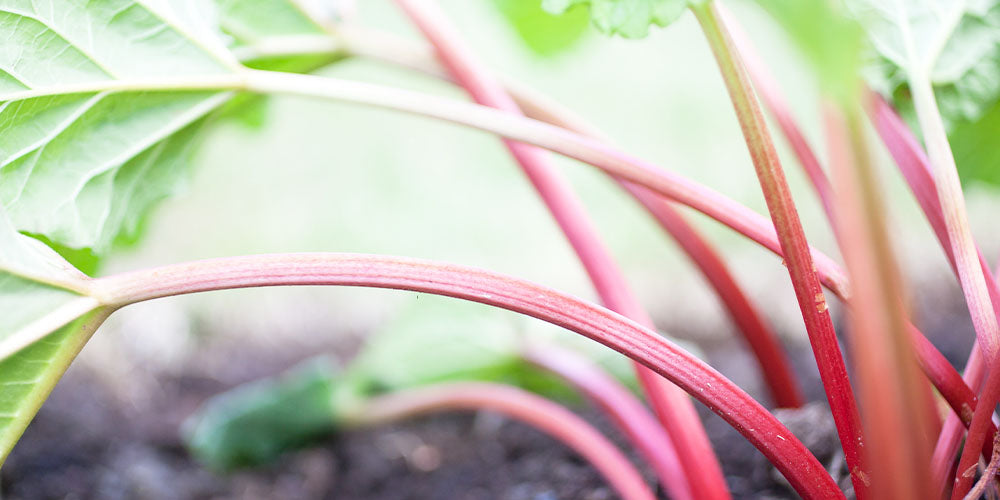 thinly growing rhubarb