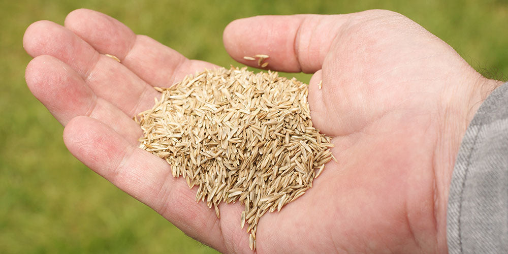 lawn seed in hand