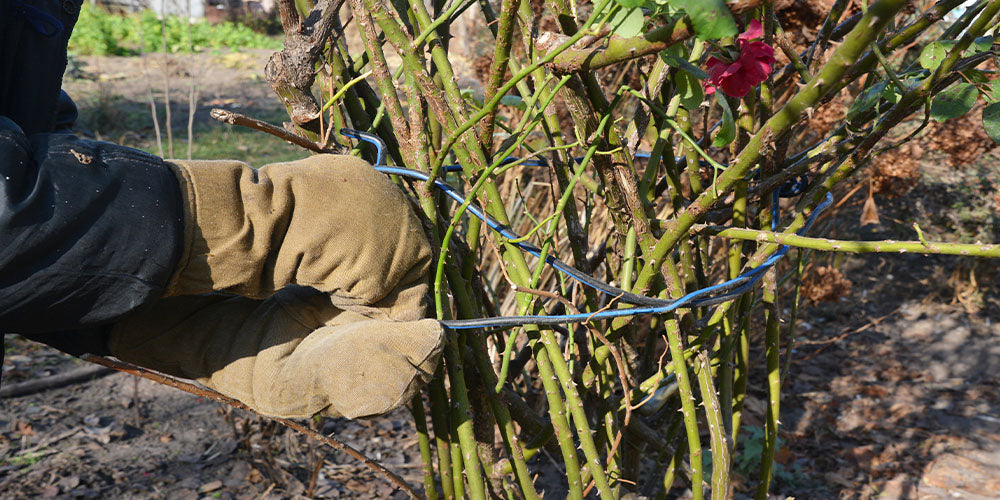 wallaces garden center wrapping roses for winter