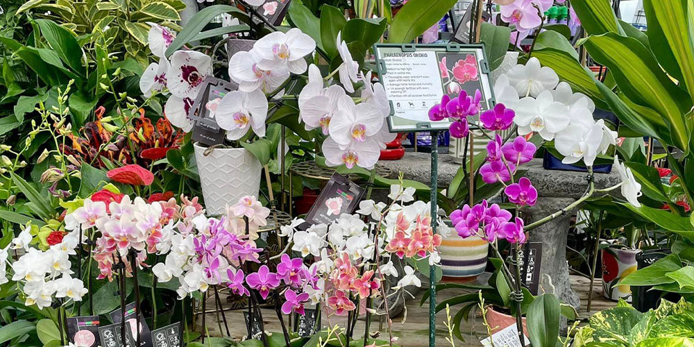 Wallaces Garden Center-Iowa-5 Houseplants To Give As Gifts This Holiday Season-moth orchids