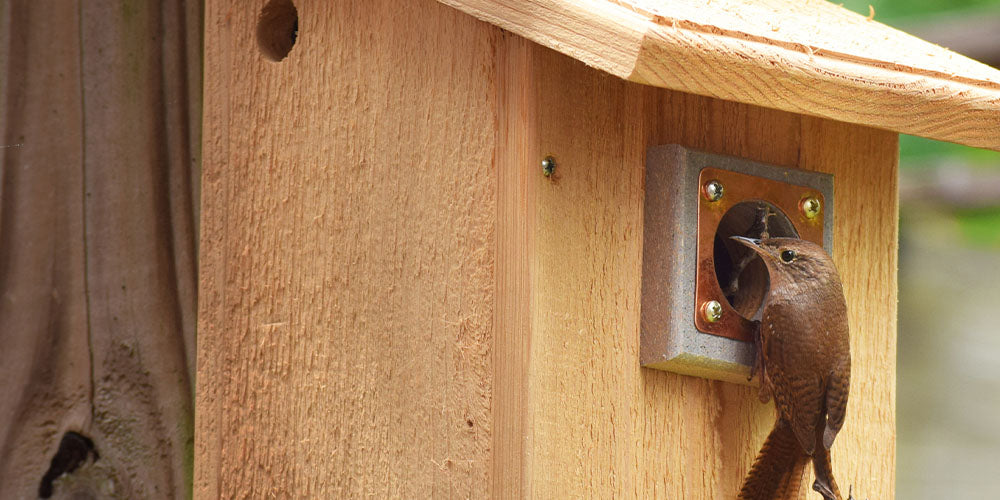 Wallaces Garden Center-Iowa- What to Look for in a Quality Bird House-bird house for wren