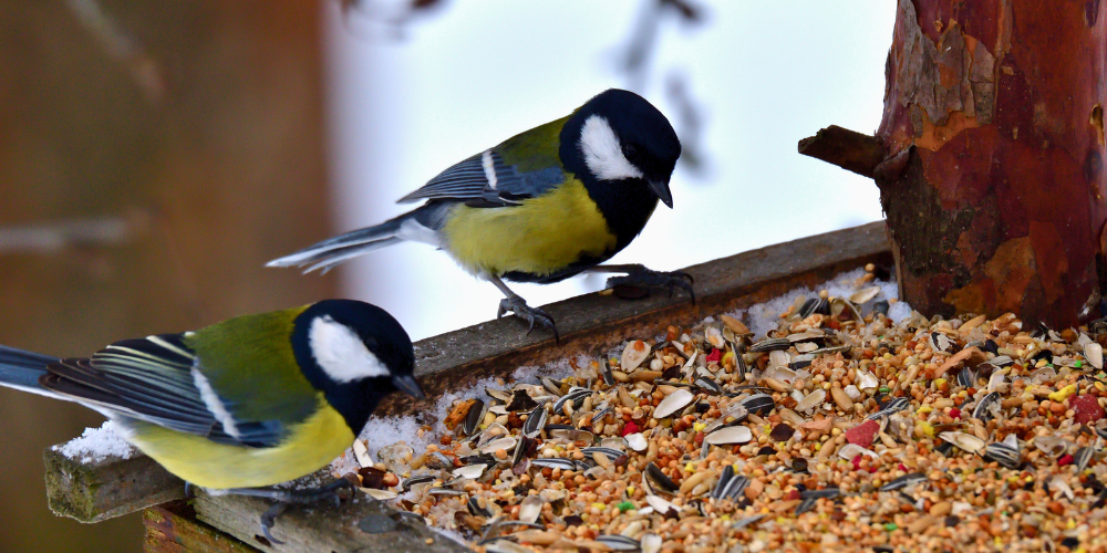 Wallaces Garden Center-Bettendorf-Iowa-Bird Feeding-Your Guide to Migration Season-bird feeder seeds