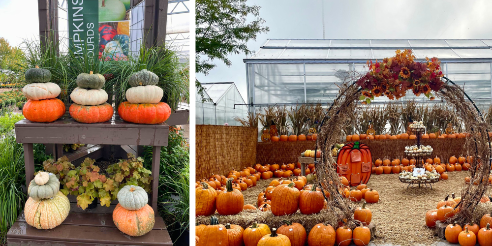 Wallaces Garden Center-Bettendorf-Iowa-Celebrating Autumn Indoors and Out-pumpkin decorating