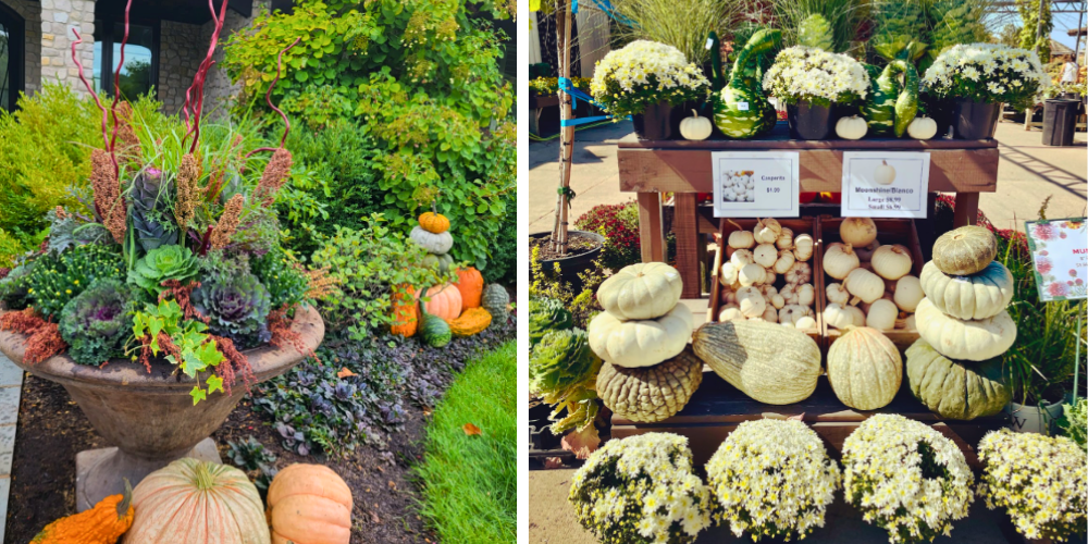 Wallaces Garden Center-Bettendorf-Iowa-Celebrating Autumn Indoors and Out-pumpkin planters