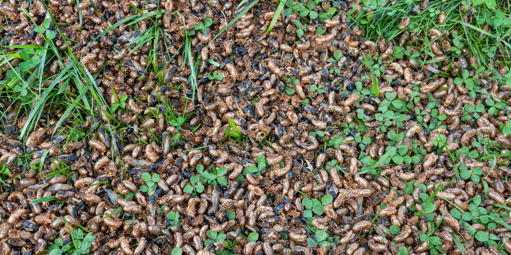Wallaces Garden Center-Bettendorf-Iowa-Cicadas-cicada emergence