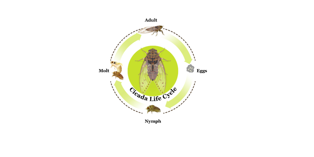 Wallaces Garden Center-Bettendorf-Iowa-Cicadas-cicada life cycle