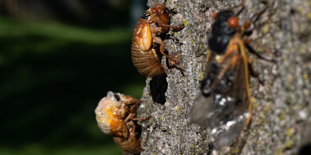 Wallaces Garden Center-Bettendorf-Iowa-Cicadas-cicadas climbing tree