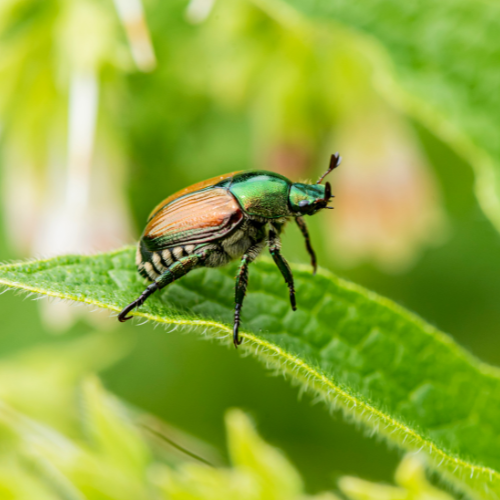 Japanese beetle pest