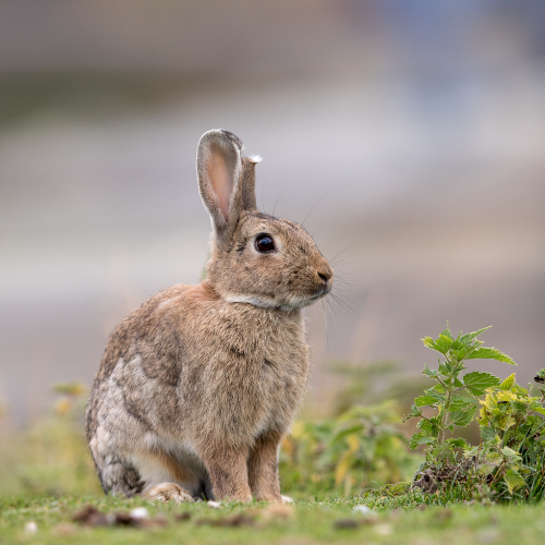 pest rabbit in garden