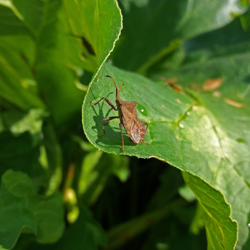 squash bug pest
