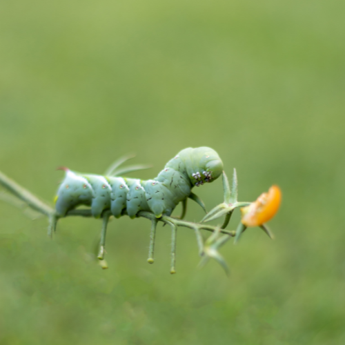 tomato hornworm pest