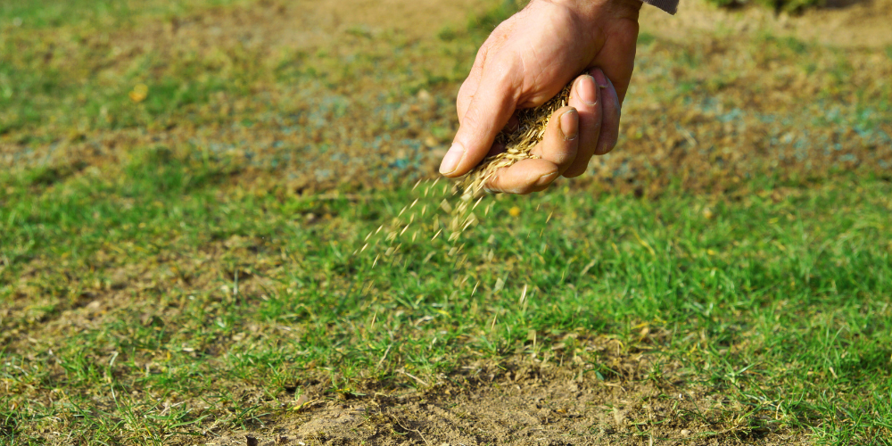 Wallaces Garden Center-Bettendorf-Iowa-Fall Lawn Care-overseeding lawn